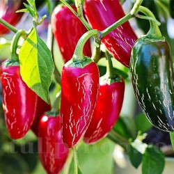 Seminte ardei iute Hot Jalapeno 100buc. Seminte ardei iute Hot Jalapeno 100buc.