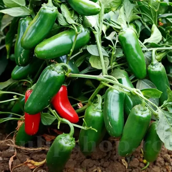 seminte ardei hot jalapeno2