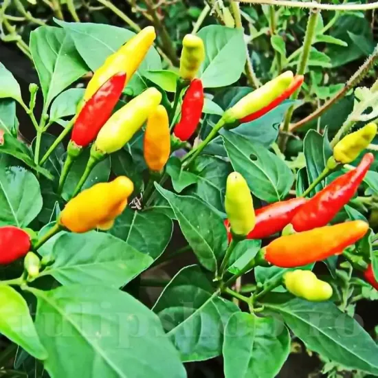 seminte ardei little wonder