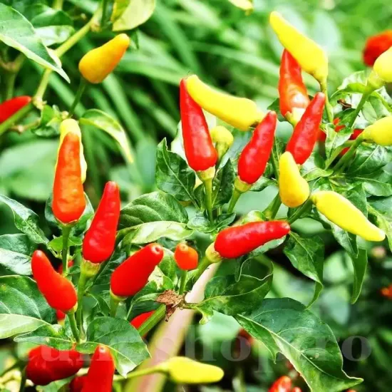 seminte ardei little wonder2