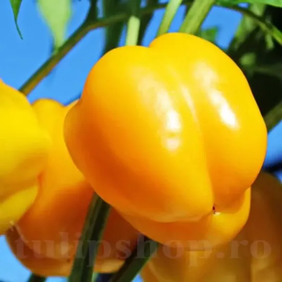 seminte ardei marta polka2