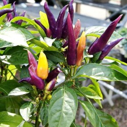 Seminte ardei iute Masquerade 100buc. Seminte ardei iute Masquerade 100buc.