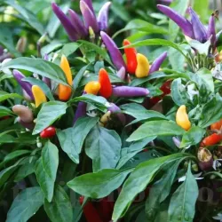 Pachet XXL Seminte ardei iute Masquerade 1.000buc.