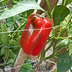 Pachet XXL Seminte ardei gras Quadrato d'Asti Rosso 1.000buc.