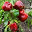 seminte ardei quadrato dasti rosso cultivare solar gradina 110x110