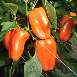 Pachet XXL Seminte ardei gras Rewia 1.000buc.