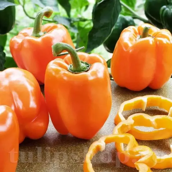 seminte ardei rewia3