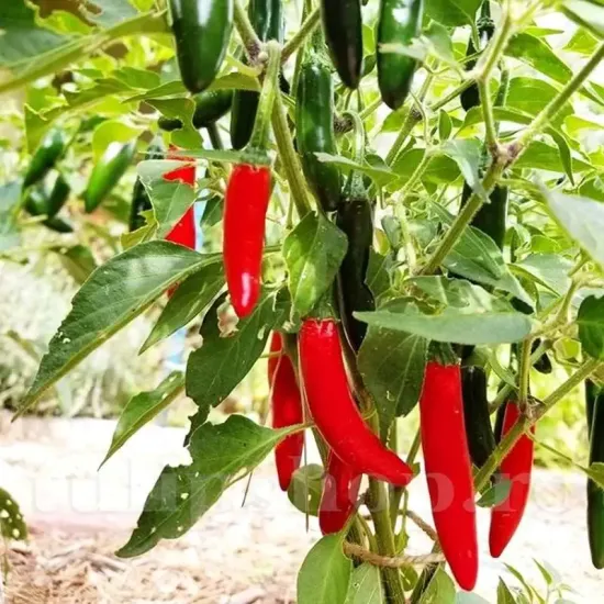 seminte ardei serrano