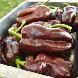 Pachet XXL Seminte ardei gras Sweet Chocolate 1.000buc.