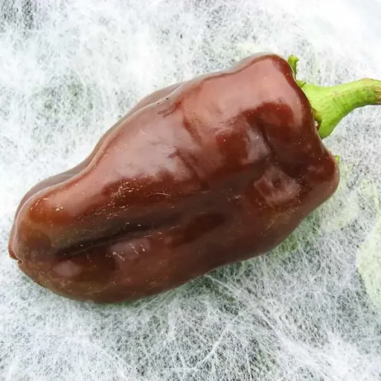 seminte ardei sweet chocolate3