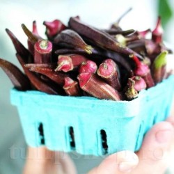 Seminte bame Burgundy 100buc. Seminte bame Burgundy 100buc.