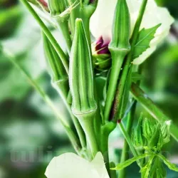 Pachet XXL Seminte bame Clemson Spineless 1.000buc.