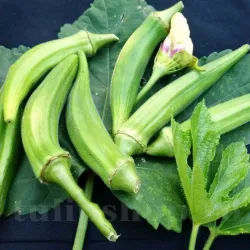 Pachet XXL Seminte bame Clemson Spineless 1.000buc.