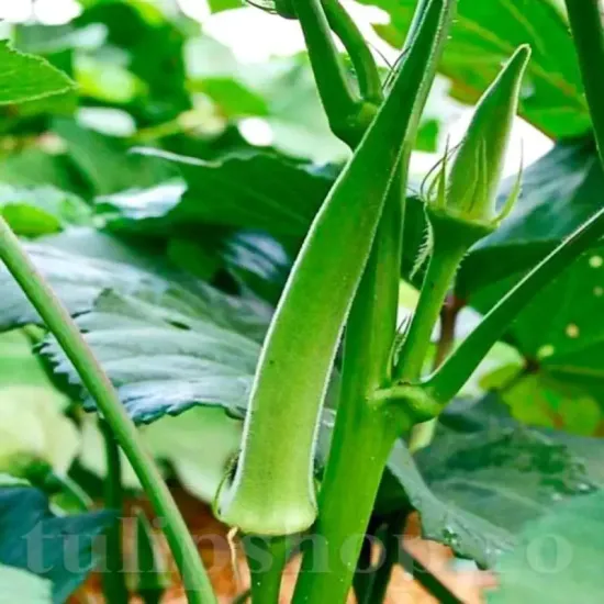 seminte bame emerald1