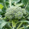 Seminte brocoli Ramoso Calabrese 1.000buc.