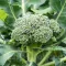 Seminte brocoli Ramoso Calabrese 1.000buc.