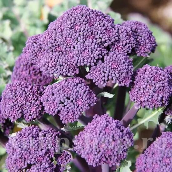 pachet seminte broccoli early purple sprouting tulip shop