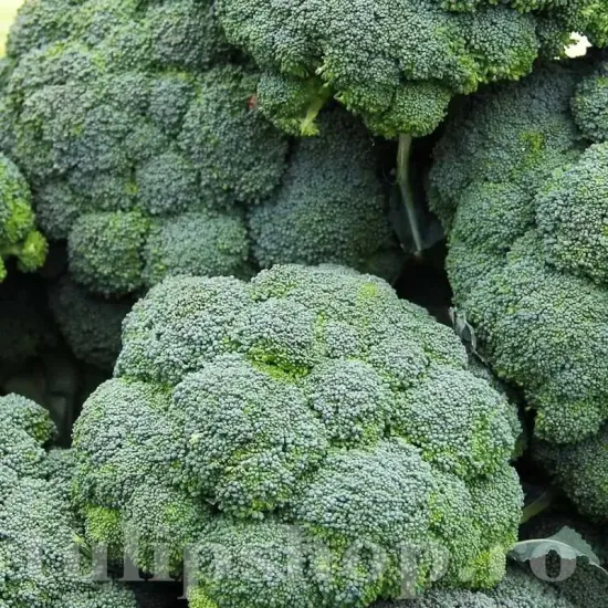 Seminte brocoli Ramoso Calabrese 1.000buc. pachet seminte broccoli ramoso calabrese tulip shop
