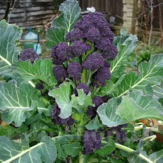 seminte broccoli early purple sprouting cultivare gradina