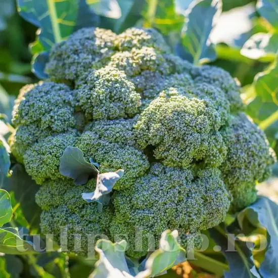 Seminte brocoli Ramoso Calabrese 1.000buc. seminte broccoli ramoso calabrese cultivare gradina