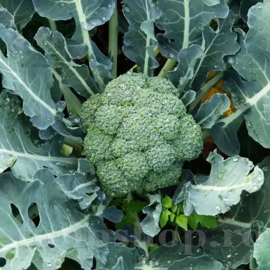 Seminte brocoli Ramoso Calabrese 1.000buc. seminte broccoli ramoso calabrese verde productiv
