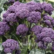 seminte brocoli early purple sprouting 110x110