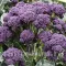 Seminte brocoli Early Purple Sprouting 400buc.