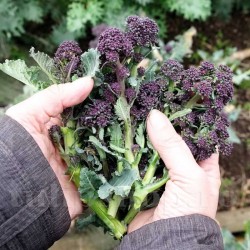 Seminte brocoli Early Purple Sprouting 400buc. Seminte brocoli Early Purple Sprouting 400buc.