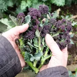 Pachet XXL Seminte brocoli Early Purple Sprouting 4.000buc.