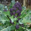seminte brocoli early purple sprouting2 110x110