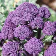 seminte brocoli early purple sprouting3 110x110
