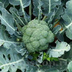 Pachet XXL Seminte brocoli Ramoso Calabrese 10.000buc.