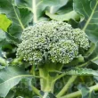 Seminte brocoli Ramoso Calabrese 1.000buc. seminte brocoli ramoso calabrese1 110x110