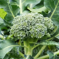 Pachet XXL Seminte brocoli Ramoso Calabrese 10.000buc.
