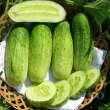 Seminte castravete Delikatess 100buc. cucumis sativus delikatess plantare rasaduri 110x110