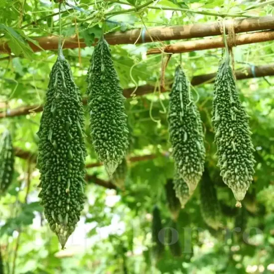 Seminte Castravete Amar Naja 20buc. seminte castravete amar naja momordica charantia medicinal