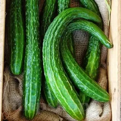 Seminte castravete Longo da China 100buc.