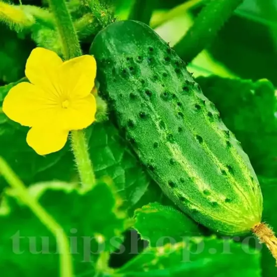 seminte castravete cornichon de paris1