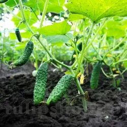 Seminte Castravete Cornichon de Paris 200buc.