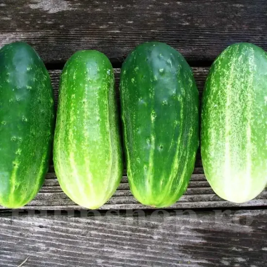 seminte castravete delikatess