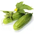 Seminte castravete Delikatess 100buc. seminte castravete delikatess cultivare solar gradina 110x110