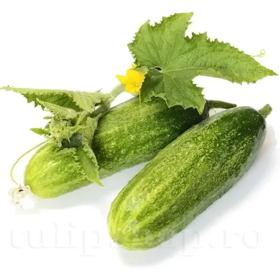 seminte castravete delikatess2