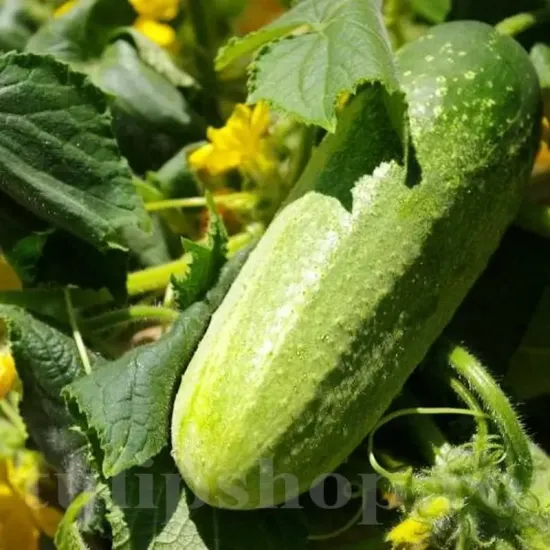 seminte castravete delikatess3