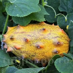 Pachet XXL Seminte Kiwano 120buc.