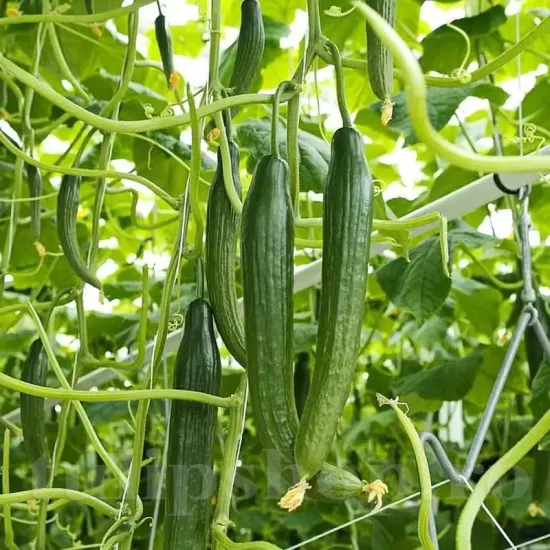 seminte castravete telegraph improved2