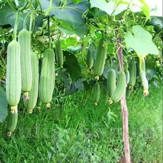 seminte luffa cylindrica