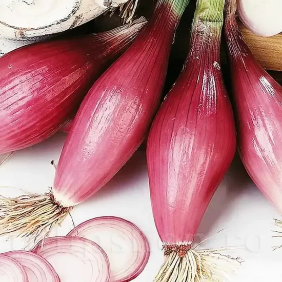 Seminte ceapa Rosa Lunga di Firenze 500buc. allium cepa rosa lunga di firenze plantare rasaduri