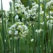 allium tuberosum garlic chives plantare 110x110