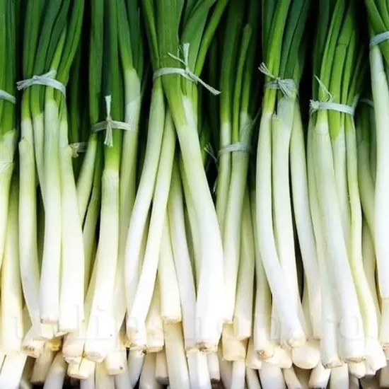 pachet seminte ceapa ishikura tulip shop