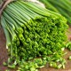 Seminte cepsoara Chives Fine Leaf 500buc.